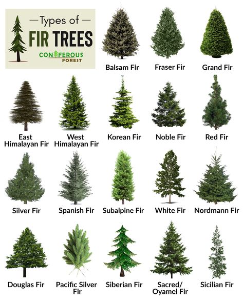 Fir Tree Facts, Types, Identification, Diseases, Pictures Types Of Evergreen Trees, Types Of Pine Trees, Grand Fir, Leaf Identification, Outdoor Pallet, Tree Identification, Socotra, Conifer Trees, Fir Trees