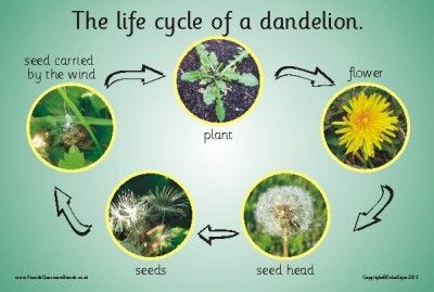 Lotus Flower Life Cycle, Life Cycle Of A Dandelion, Dandelion Life Cycle, Outside Classroom, Flower Life Cycle, Plants Kindergarten, Homeschool Nature Study, Classroom Boards, Forest School Activities