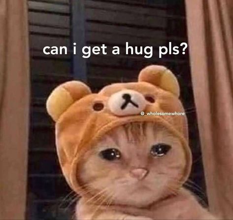 Can I Get A Hug, Hug Meme, Memes Cute, Cute Cat Memes, Cute Jokes, Dc Memes, Funny Animal Jokes, Jokes Funny