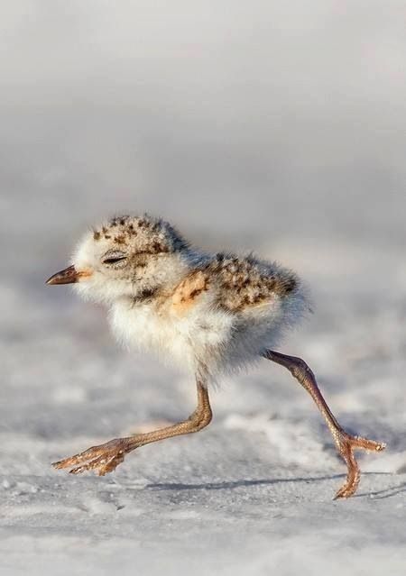 Snowy Plover Chick Baby Bird, Amazing Animals, Pretty Birds, Little Birds, Bird Watching, Love Birds, Beautiful Creatures, Beautiful Birds