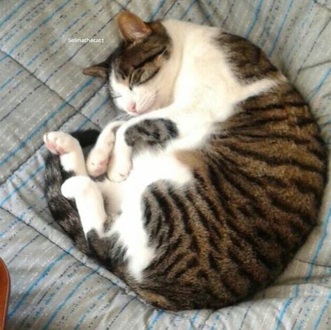 Selina The Cat в Твиттере: «Curled up and ready to sleep #cat #catnap https://t.co/5hZxf1dwRn» Fluffy Pets, Pet Instagram, Good Night Cat, Cat Poses, Natural Pet Care, Dog Hotel, Super Cute Cats, Cat Reference, Cats Pet