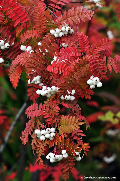 Koparreynir - Sorbus koehneana | Örn Óskarsson | Flickr Fall Container Gardens, Berry Plants, Plant Fungus, Garden Shrubs, Ornamental Trees, Unique Trees, Garden Accents, Autumn Garden, Small Trees