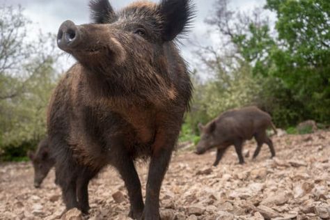 Wild Boar Recipes, Hunting Drawings, Wild Hogs, Pig Hunting, Wild Boar Hunting, Feral Pig, Boar Hunting, Hog Hunting, Wild Pig