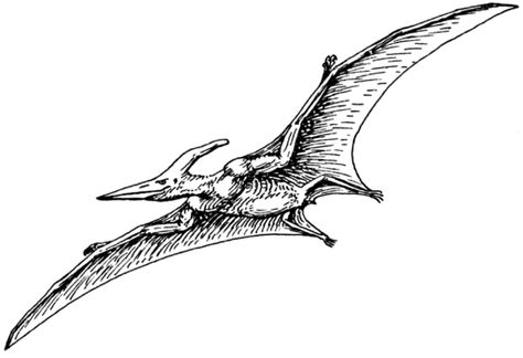 Interesting Facts About The Pterodactyl Pterodactyl Costume, Dinosaur Coloring Sheets, Dinosaur Tattoos, Dinosaur Drawing, Dinosaur Coloring Pages, Dinosaur Coloring, Urban Legends, Cute Dinosaur, Kids Prints