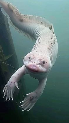 Weird Underwater Creatures, Fish Looking At Camera, Deep Sea Gigantism, Scary Sea Creatures, Scary Fish, Cool Sea Creatures, Deep Sea Animals, Odd Creatures, Deep Sea Creature