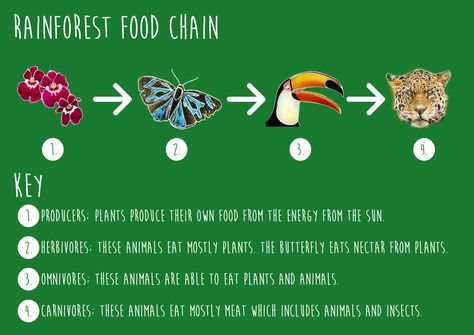 Rainforest Food Web, Rainforest Food Chain, Rainforest Biome, Rainforest Project, Rainforest Activities, Science Fair Projects Boards, Rainforest Theme, Science Anchor Charts, Science Words