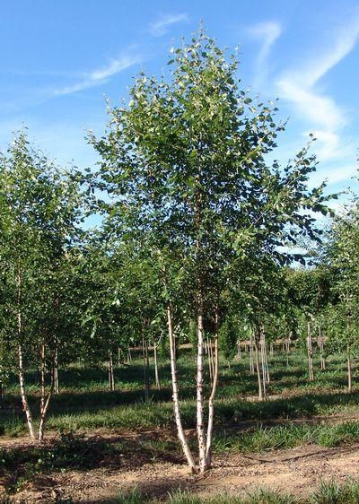 12 “Tiny” Trees for Small Yards - Watters Garden Center Trees For Small Yards, Small Landscape Trees, Trees For Garden, River Birch Trees, Trees For Landscaping, Betula Nigra, Home Front Yard, Birch Trees Landscaping, Soft Landscape