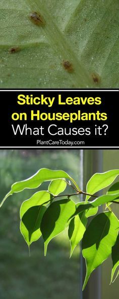 What causes sticky l Raising Livestock, Indoor Palm Trees, Growing Food Indoors, Indoor Palms, Plant Care Houseplant, Plant Problems, Inside Plants, Floor Plants, Interior Plants