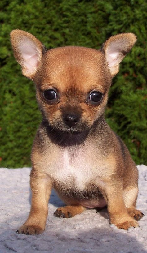 Dog sizes can play an important role in dog health Puppies Names Female, Miniature Chihuahua, Dog Names Unique, Teacup Chihuahua Puppies, Puppies For Sale Near Me, Chihuahua Puppies For Sale, Teacup Puppies For Sale, Teacup Chihuahua, Chihuahua Love