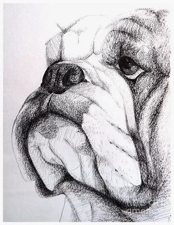 Bulldog Drawing, Bulldog Tattoo, Bulldog Breeds, Bulldog Art, English Bulldog Puppies, 강아지 그림, British Bulldog, English Bulldog Puppy, Dog Drawing