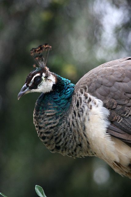 The lady peacock | Quinn Dombrowski | Flickr Female Peacock, Three Birds, Peacock Bird, Peacocks, Bird Species, The Lady, Photo Reference, Bird Art, Art Inspo