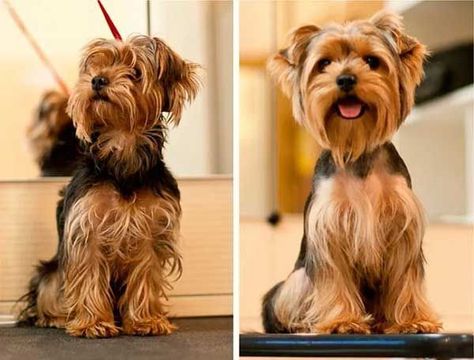 Floppy Ear Yorkie Haircuts, Yorkie With Floppy Ears, Yorkie Poo Haircut, Ears Picture, Yorkie Grooming, Yorkshire Terrier Grooming, Yorkie Cuts, Yorkie Hairstyles, Yorkie Haircuts