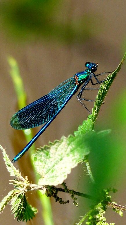 Damsel Fly, Dragonfly Photos, Firefly Art, Damselflies, Blue Tail, Fly Fishing Lures, Dragonfly Art, Beautiful Bugs, Praying Mantis