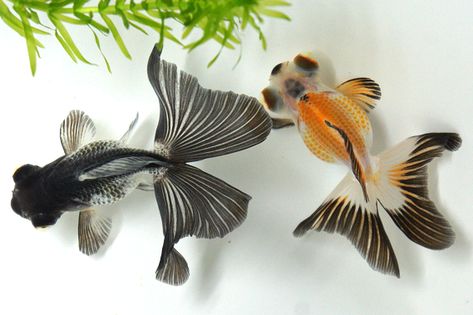 Demekin ( Telescope goldfish ) Butterfly Tail Goldfish, Butterfly Telescope Goldfish, Demekin Goldfish, Goldfish Photo, Butterfly Goldfish, Telescope Goldfish, Goldfish Types, Goldfish Aquarium, Pet Goldfish