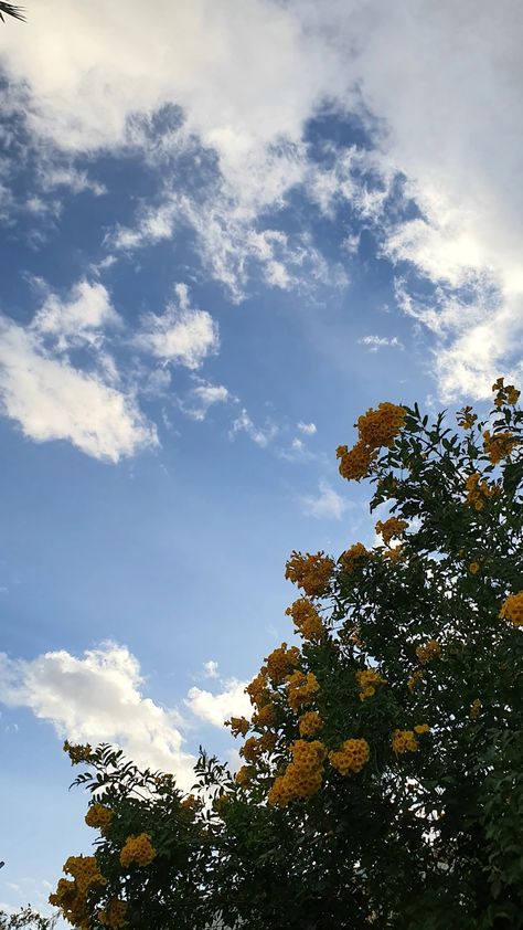 Aesthetic Sky Pics Blue, Wallpaper Asthetics Flower, Flowers Asthetics Photos, Flower Asthetics Photos, Foundation Logo, Poetry Photos, Sky Images, Sky Photography Nature, Aesthetic Sky