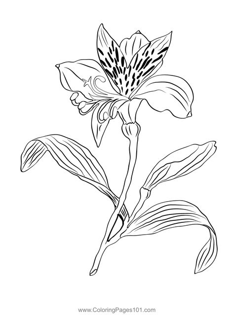 Alstroemeria Golden Flower Coloring Page Lily Coloring Pages, Jewerly Tattoo, Peruvian Lily, Drawing Something, Peruvian Lilies, Flower Line Drawings, Fauna And Flora, Tattoo Me, Golden Flower