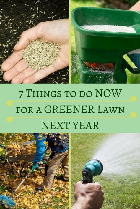 In many parts of the country, fall is a key season for lawn care. What you do at this time year largely determines the state of your grass in spring. From raking, to aerating, to fertilizing, take these steps now to ensure a greener lawn all next year. Lawn Maintenance Schedule, Overseeding Lawn, Fall Lawn Care, Spring Lawn Care, Fall Lawn, Lawn Care Business, Aerate Lawn, Diy Lawn, Lawn Care Tips