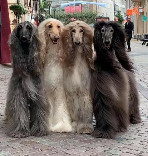 Afghan Hounds, Borzoi Dog, The Clique, Arte Alien, Afghan Hound, Dog Stories, Pretty Dogs, Airedale Terrier, Pretty Animals