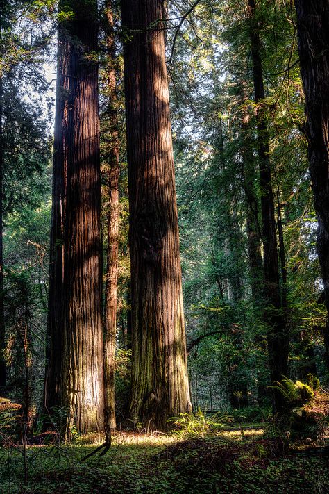 All sizes | Two Giants HDR | Flickr - Photo Sharing! Red Woods, Redwoods California, Large Trees, Sequoia Tree, Forest Aesthetic, Redwood National Park, Redwood Tree, California Photos, Redwood Forest