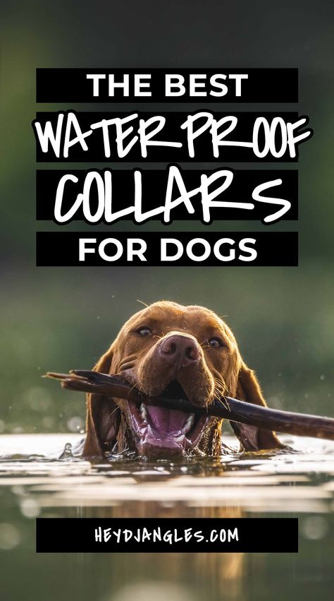 14 Best Waterproof Collars for Dogs in 2022 feat. brands such as Tuff Pupper, Zee.Dog, Bond, Fable, Wild One, Dogline, Barkbox, Packt, Mighty Paws, Regal Dog Products and more! Collars For Dogs, Purple Dog Collar, Green Dog Collar, Dog Gadgets, Velvet Dog Collar, Personalized Leather Dog Collar, Clever Dog, Waterproof Dog Collar, Luxury Dog Collars