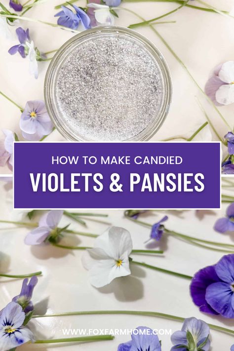 Making candied flowers from foraged wild violets and pansies is the perfect activity to welcome in spring.  It's a fun and easy project that requires just a few simple ingredients! Candied Flowers, Kids Nature Activities, Wild Violets, Fairy Festival, Candy Flowers, Herbal Recipes, Pansies Flowers, Living Ideas, Nature Kids