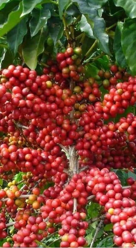 Coffee Bean Tree, Palm Trees Landscaping, Fruits Photos, Coffee Plant, Beautiful Fruits, Bountiful Harvest, Rooftop Garden, Coffee Type, Fruit Plants