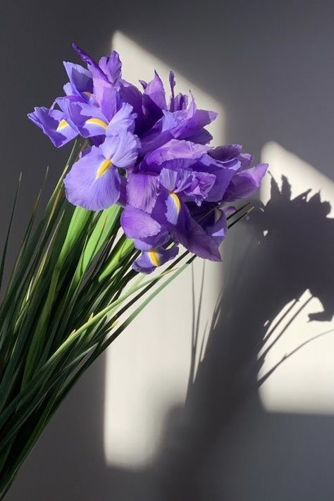 Iris Astethic, Iris Flowers Aesthetic Wallpaper, Purple Lillies Aesthetic, Aesthetic Iris Flower, Blue Iris Flowers Aesthetic, Purple Iris Aesthetic, Iris Wallpaper Aesthetic, Bouquet Of Irises, Iris Purple Aesthetic