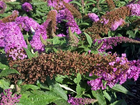 Pruning Butterfly Bush, Butterfly Bush Care, Butterfly Bushes, Deer Proof Plants, Shade Shrubs, Drought Tolerant Garden, Garden Flower Beds, Butterfly Plants, Growing Hydrangeas