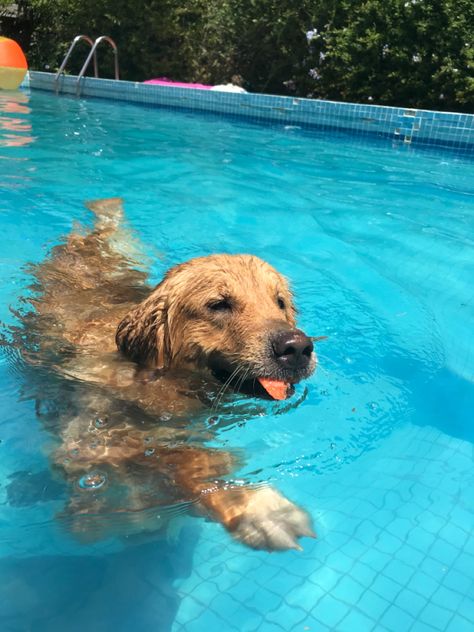 Dogs In Pool, Dog In Pool, Golden Retriever Water, Billy Showalter, Golden Retriever Swimming, Puppy Swimming, Puppy Pool, Cute Dog Pics, Pet Humor