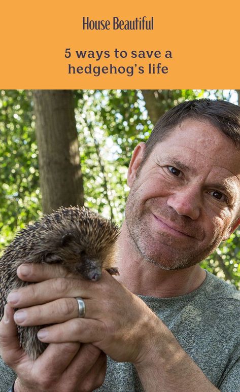 Saving Britain’s Hedgehogs host Steve Backshall has shared his top tips for homeowners to help hedgehogs in their own back gardens. From creating a 'hedgehog highway between gardens to removing all hazards, take a look at how you can help to save a hedgehog's life today. With an estimated 1.5 million hedgehogs across England, Scotland and Wales collectively – a declining number – there's a real danger that hedgehogs will be extinct by 2025. #hedgehog #wildlifeonearth #wildlife Sonic House, Hedgehog Highway, Diy Hedgehog House, Steve Backshall, Sen Teaching, Hedgehog Ideas, Wildlife Garden Design, Hedgehog Care, Garden Wildlife