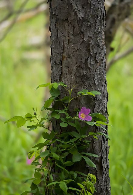 Rose Growing, Rose Tree, Photoshop Backgrounds Backdrops, Happy Lohri, Hd Pic, Nature Background Images, Blurred Background Photography, Blur Background Photography, Desktop Background Pictures