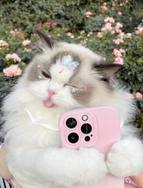 Cute Kitten Pics, Gatos Cool, Cutest Cats Ever, Cat Selfie, Cute Cat Wallpaper, Cute Cats Photos, Ragdoll Cat, Cat Aesthetic