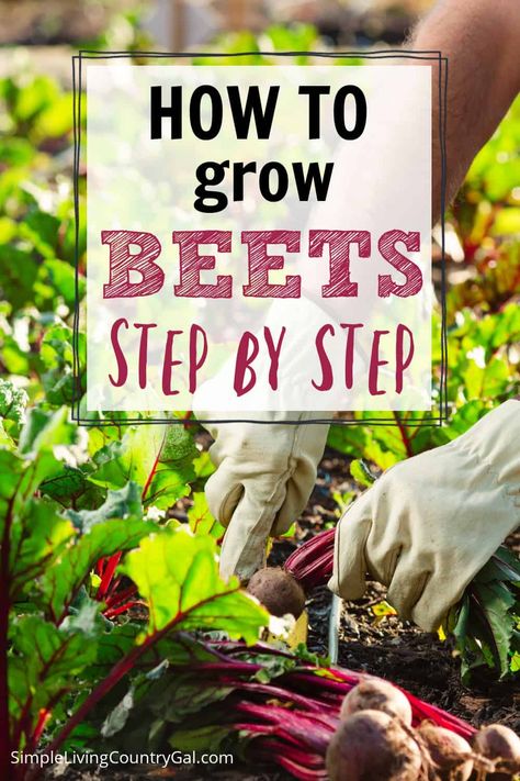 How To Grow Beets, Grow Beets, White Beets, Beet Plant, Growing Beets, Beet Chips, Veg Garden, Different Vegetables, Home Vegetable Garden