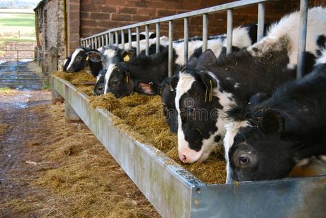 Cattle Trough, Black And White Cows, White Cows, Cow Feed, Metal Trough, Feeding Trough, Dairy Farm, White Cow, Dairy Farms