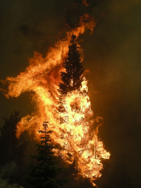 Forest Fire Photography, Burning Tree Aesthetic, Tree On Fire Drawing, Tree Burning, Tree On Fire, Fire Tree, Burning Tree, Wildland Fire, Crystal City