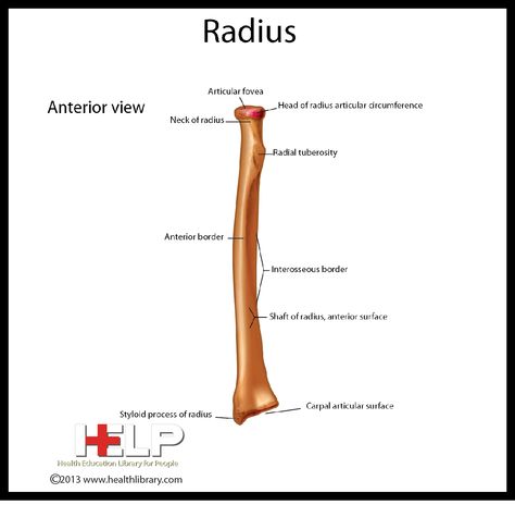 Radius Radius Bone Anatomy, Limb Anatomy, Radius Bone, Upper Limb Anatomy, Human Science, Medical Study, Anatomy Lessons, Musculoskeletal System, Skeletal System