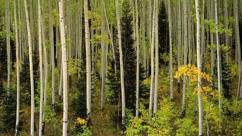 Aspen Grove, Uncompahgre National Forest, Colorado #SunKuWriter Free Books http://sunkuwriter.com Aspen Grove, Nature Hd, Wallpaper Gallery, High Quality Wallpapers, Backgrounds Free, Backgrounds Desktop, National Forest, Nature Wallpaper, Cactus Plants