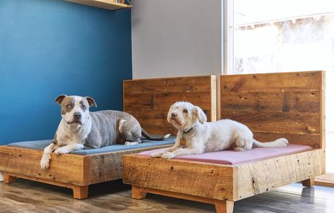 Dog Frame, Dog Bed Frame, Raised Dog Beds, Stylish Dog Beds, Dog Lounge, Green Mattress, Mattress Dog Bed, Frame Bed, Dog Frames