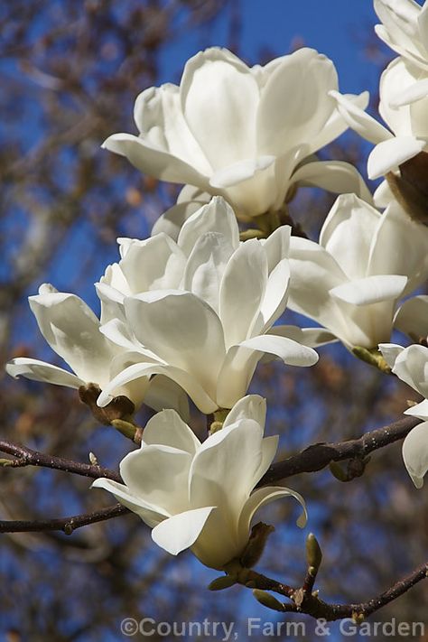 Yulan or Lily Tree (Magnolia denudata [syn. Magnolia heptapeta]), a deciduous tree up to 15m tall. This early-flowering magnolia, blooming as Magnolia campbellii finishes but before Magnolia x soulangiana starts, is from eastern and southern China and has slightly citrus scented, pure white flowers. Magnolia Denudata, Pictures Of Plants, Orchid Care, Beautiful Flowers Wallpapers, Magnolia Flower, Flowering Trees, Exotic Flowers, Flower Beauty, Flowers Nature