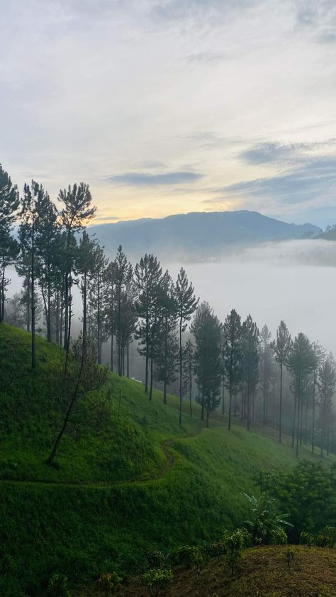 Pohon Baybayin, Bukidnon Aesthetic, Bukidnon Philippines, Sagada, Farm Layout, Forest Background, Manila Philippines, Beautiful Images Nature, 2024 Vision