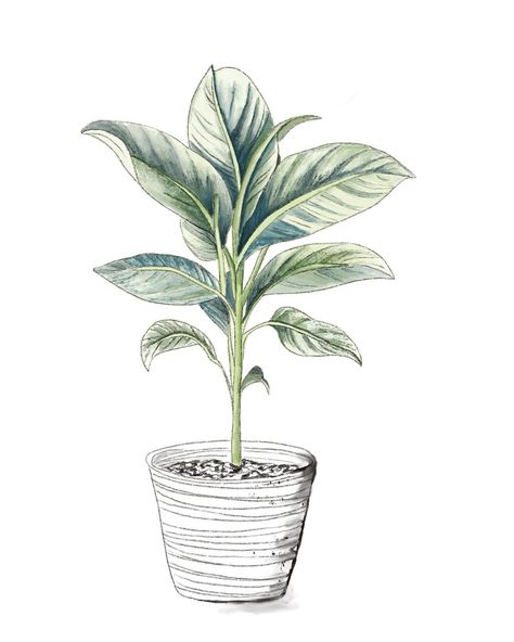 Day 24 of the 31 day challenge 🌱🌱 #31dayartchallenge #plantaddict #plants #plantlover #plantart #botanical #botanicalart #houseplants #drawing #digitalpainting #digitaldrawings #january31daychallenge #artistsoninstagram www.ninaelizabethart.com Houseplants Drawing, Indoor Plant Drawing, Plant Pot Drawing, Potted Plant Drawing, Houseplant Sketch, Scientific Plant Drawing, Houseplants Illustration, Schefflera Actinophylla House Plants, 31 Day Challenge