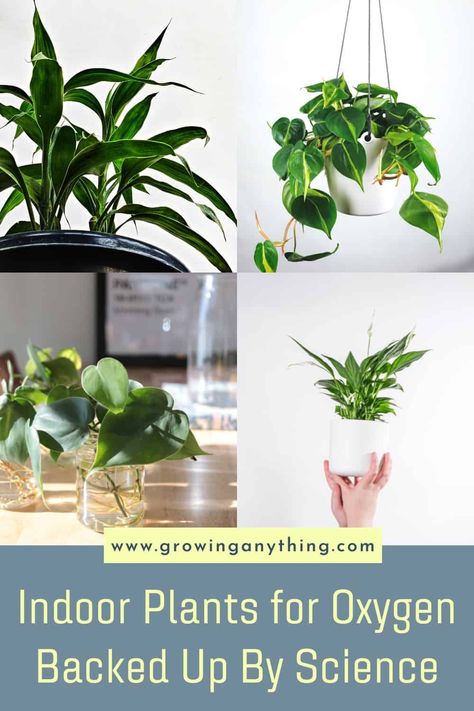 Top 22 Indoor Plants for Oxygen Backed Up By Science 2024 Plants For Oxygen, Indoor Plants For Oxygen, Gerbera Plant, Oxygen Plant, Kentia Palm, Pineapple Planting, Ficus Benjamina, Natural Air Purifier, Rubber Plant