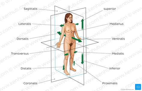 Body Planes Anatomy, Directional Terms Anatomy, Planes Anatomy, Body Planes, Learning Anatomy, Regis University, Human Anatomy Drawing, Anatomy Study, Study Course