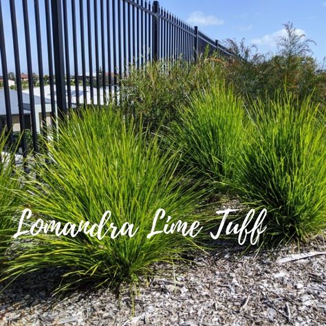 Lomandra `Lime Tuff` is a hardy evergreen grass to 80 cm tall with lime green foliage that remains clean and tidy. It is suited to a wide range of climates from the coast to inland, is a great accent plant, and looks great when mass planted. 🌼 Order a 10-pack of tubes online at www.planthub.com.au (link in bio) for just $52.50 and if you fill a box, the shipping is on us! Lomandra Lime Tuff, Hedging Plants, Buy Plants Online, Drought Tolerant Plants, Buy Plants, Ornamental Grasses, Green Foliage, Water Plants, Drought Tolerant