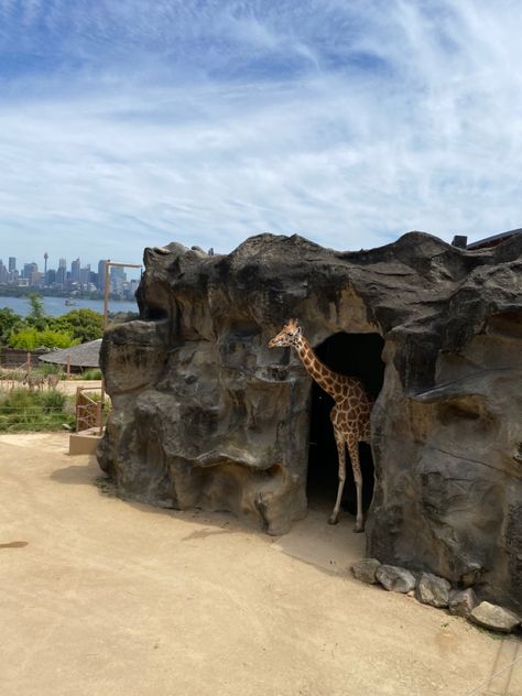 📍Taronga Zoo Sydney, NSW Australia Taronga Zoo Sydney, Australia Animals, Nsw Australia, The Zoo, Vacation Places, Sydney Australia, Backpacking, Dream Life, Mount Rushmore