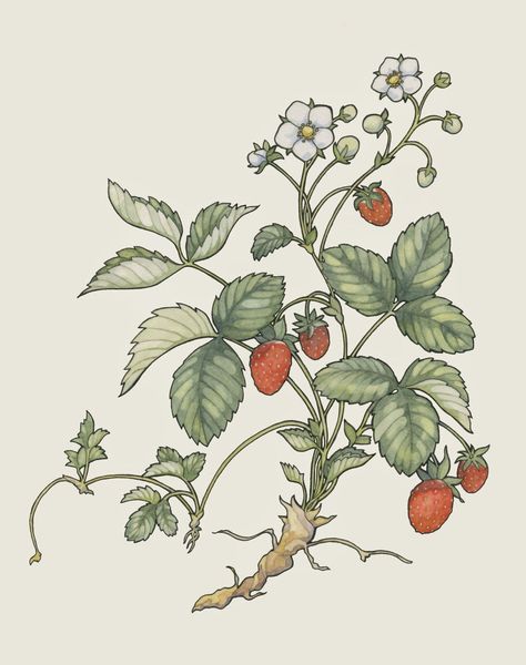 Strawberry Plant Drawing, Plant Drawing Easy, Bush Drawing, Strawberry Drawing, Plant Sketches, Strawberry Plant, Jan Brett, Strawberry Art, Tree Drawings Pencil