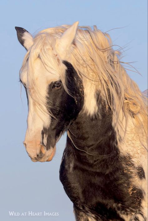 American Mustang Horse, Clidesdail Horse, Horse Frontal View, Blond Horse, Horse Head Photography, Horse Reference Photos, Horse Side View, Shiny Horse, Horse Majestic