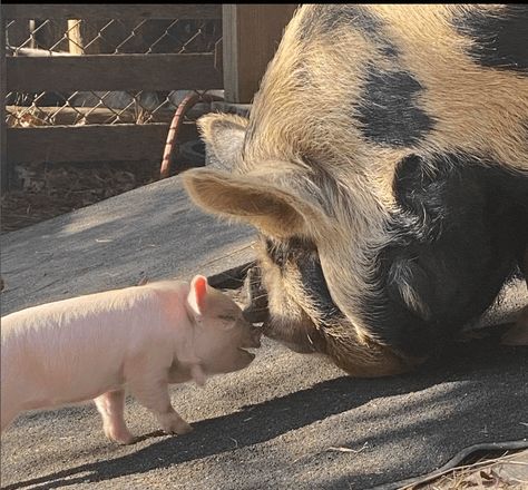 Breeding and Farrowing KuneKune Pigs Kunekune Pig Pen, Kunekune Pigs Care, Raising Kune Kune Pigs, Duroc Pig Breed, Micro Pigs Full Grown, Kune Kune Pigs, Pig Breeds, Pig Farming, Mini Pigs