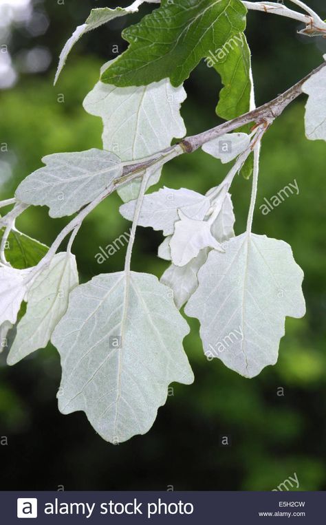 White Poplar, Poplar Tree, North Garden, White Leaves, Unique Trees, White Leaf, Paper Flowers, Plant Leaves, Mood Board