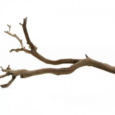 Union Rustic Adolfa Decorative Natural Scuplture & Reviews | Wayfair Aruba Wedding, Driftwood Branch, Wood Branch, Diy Simple, Branch Decor, Natural Home Decor, Cool Ideas, Décor Diy, Tree Branch